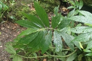 <strong>Elatostema nemorosum - Ramon, Laurence - 122</strong><br />© Ramon, Laurence